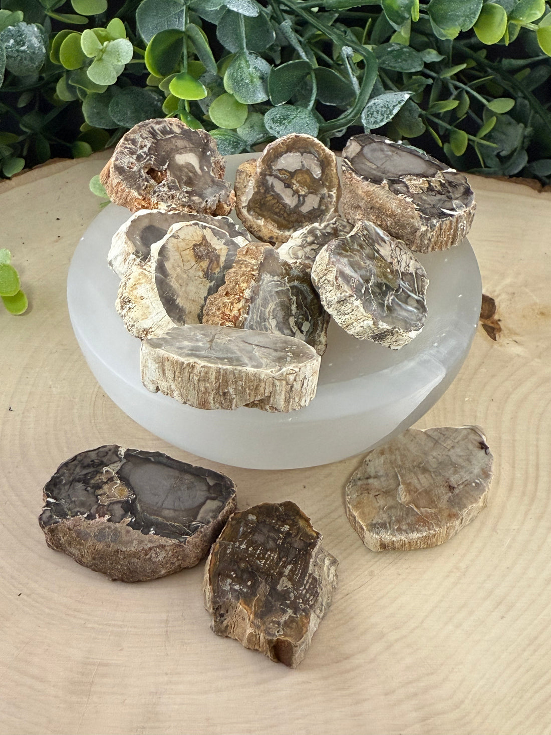 Petrified Wood Slices